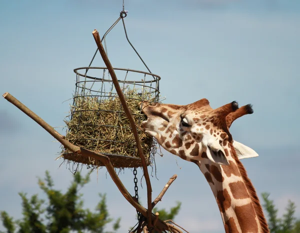 Žirafa jíst — Stock fotografie