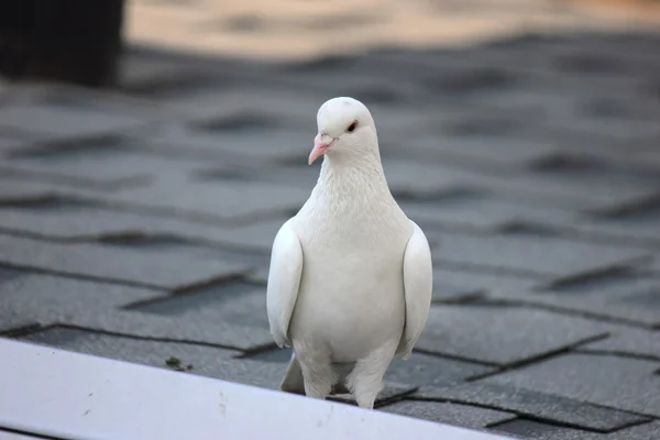 White dove on the roof — Stock Photo, Image
