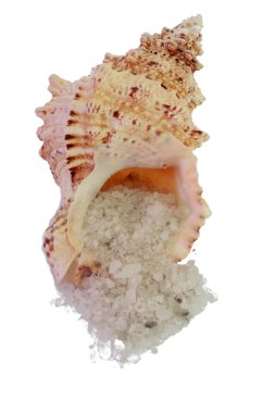 Seashell filled with sea salt clipart