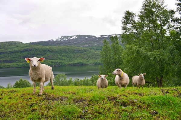 Stock image Herd of sheep on beautiful mountain meadow