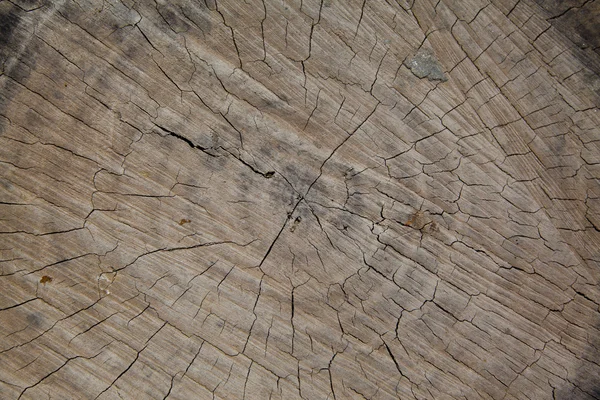 Ansicht eines Baumstammabschnitts mit Jahresringen von oben — Stockfoto