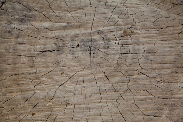 Vista superior de una sección de tronco de árbol del tronco con anillos anuales — Foto de Stock