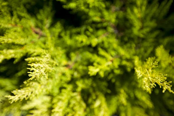 Strahlend grüne stachelige Zweige einer Tanne oder Kiefer — Stockfoto
