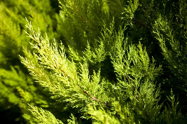 Ljusgröna taggiga grenar av ett hårträd eller furu — Stockfoto