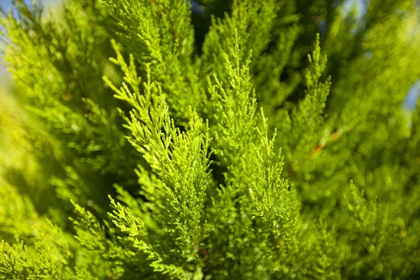 一种毛皮树或松树的亮绿色多刺的分枝 — 图库照片