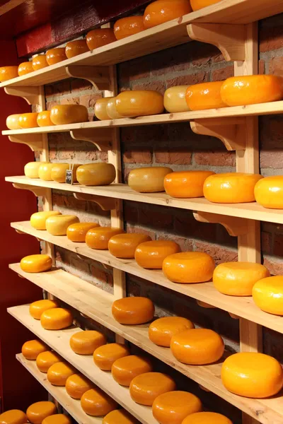 stock image Cheese rounds