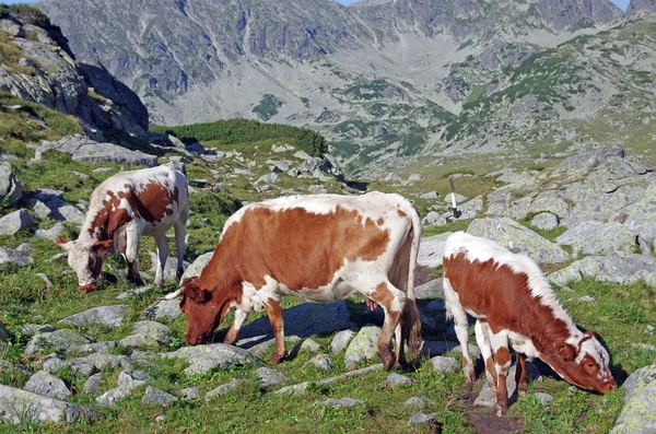 stock image Alpine cows