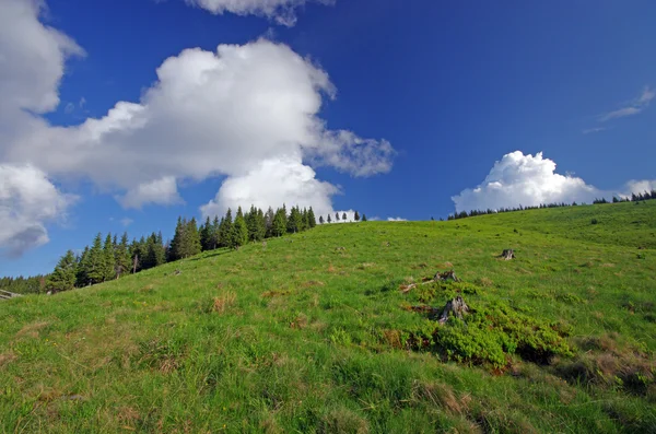 Mountain meadow — Stock Photo, Image