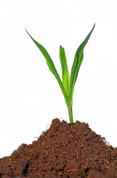Planta em crescimento — Fotografia de Stock