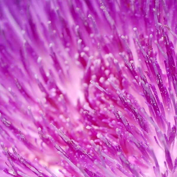 Thistle flower — Stock Photo, Image