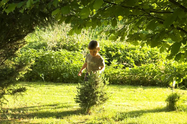 stock image Afternoon in the garden