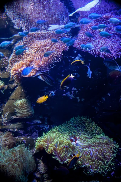 Koraller i akvarium Stockfoto