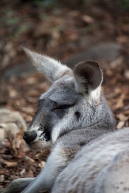 Avustralya wallaby