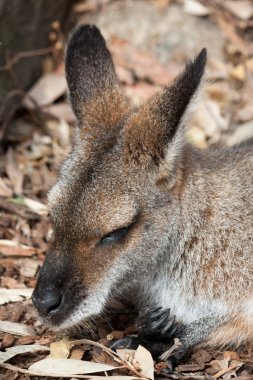 Avustralya wallaby