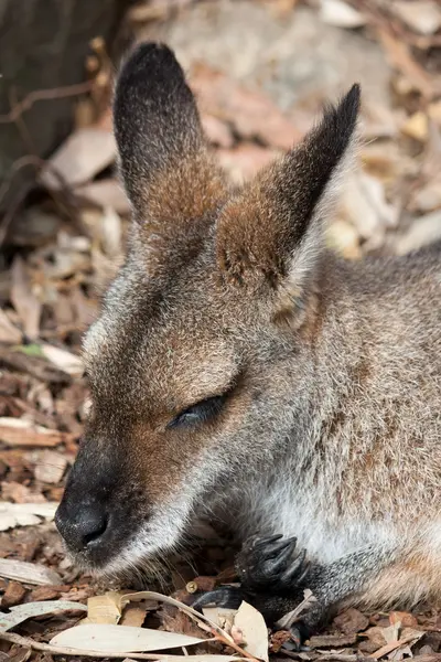 Australian Wallaby — Stock Photo, Image