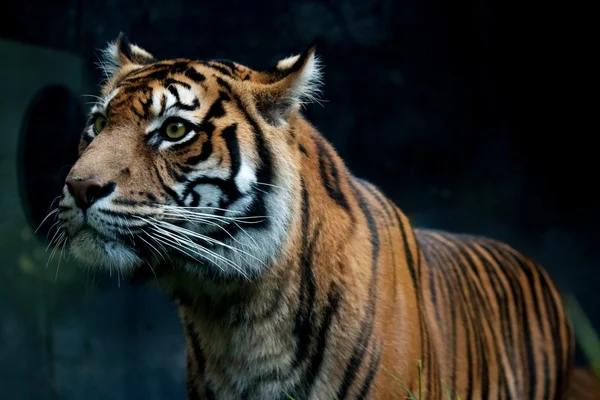 Tigre de Sumatra Fotos de stock libres de derechos