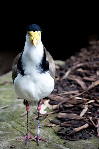 stock image Bird