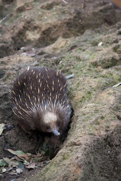 stock image Echidna