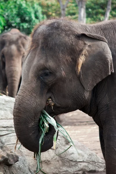 Elefant — Fotografie, imagine de stoc