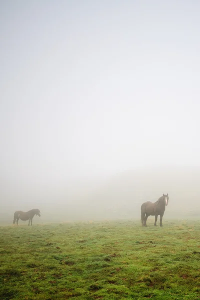 Chevaux dans la brume — Photo