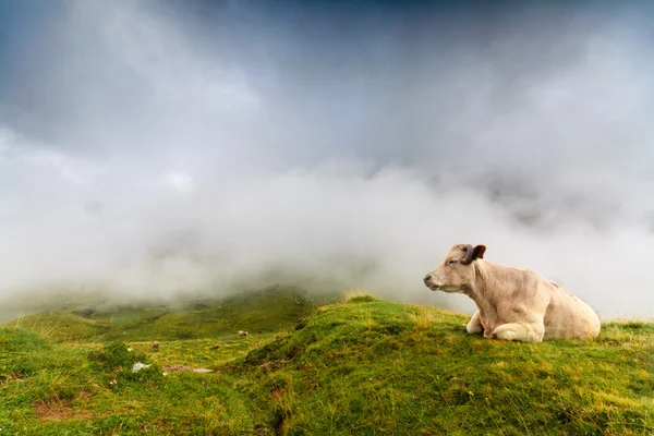 En ko som vilar — Stockfoto