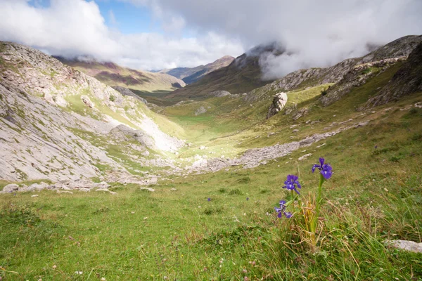 Yüksek dağ çiçekleri — Stok fotoğraf