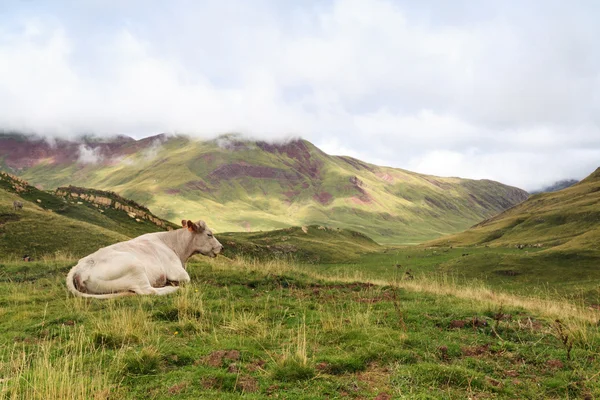 Eine Kuh ruht — Stockfoto