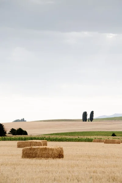 The harvested field — Stock Photo, Image