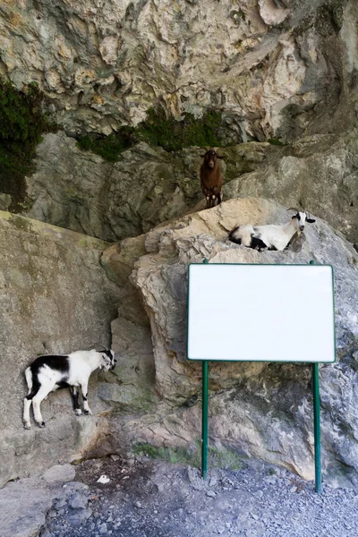 Three goats looking at a board where you can write a text — Stock Photo, Image
