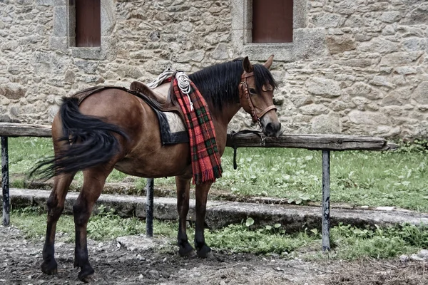 El caballo incansable — Foto de Stock