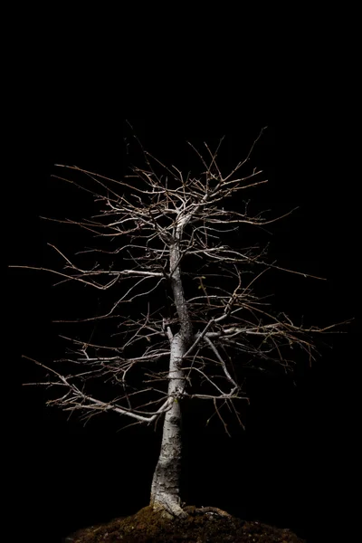 Bonsai with overhead lighting — Stock Photo, Image