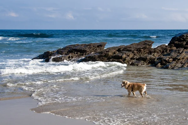 Os cães também têm férias — Fotografia de Stock