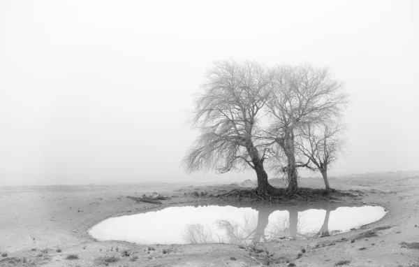 Озеро в тумане — стоковое фото