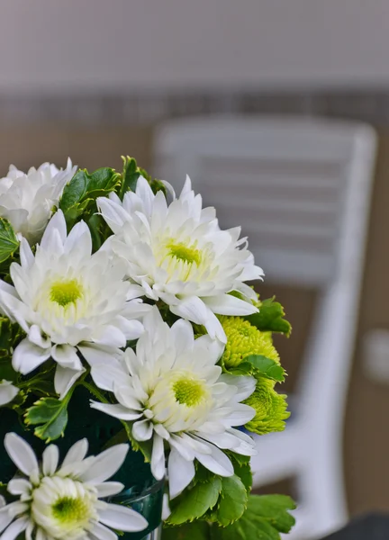 Beyaz çiçek çiçeklenme — Stok fotoğraf
