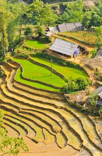 Campos con terrazas de arroz vietnamita — Foto de Stock