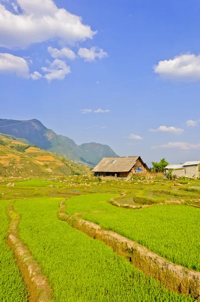 Cultivos de arroz joven en Sapa —  Fotos de Stock