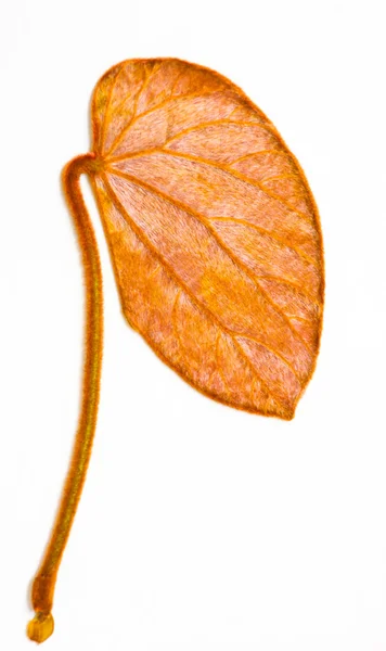 금빛 잎 — 스톡 사진