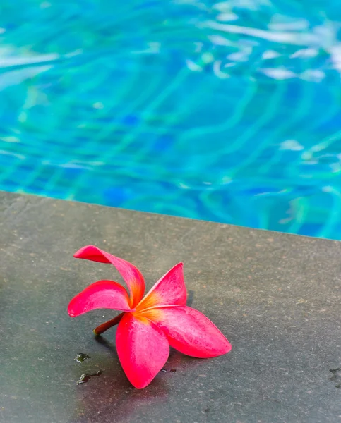 Bloem op de rand van het zwembad — Stockfoto