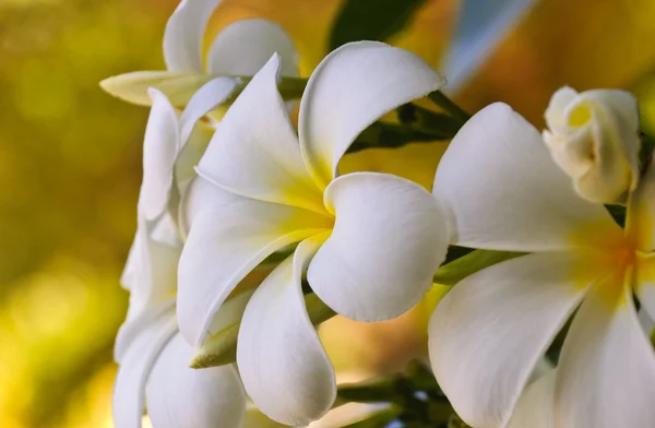 Kaunis kukka — kuvapankkivalokuva