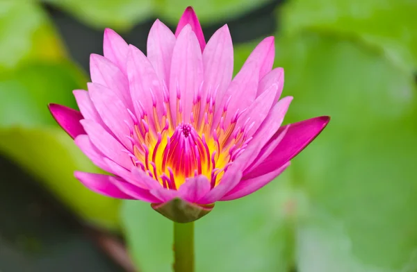 Roze lotusbloem — Stockfoto
