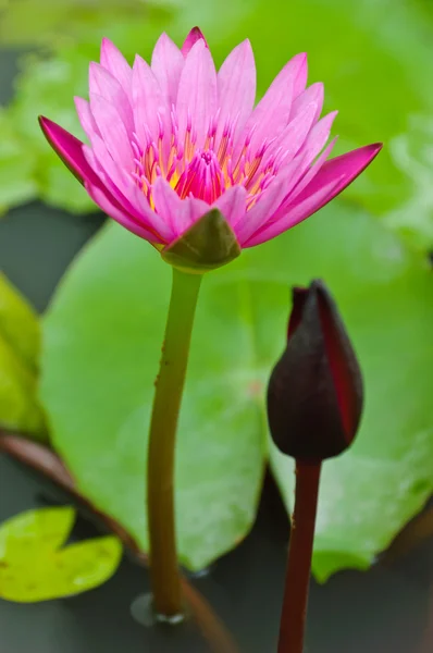 Water lilly lotus — Stockfoto