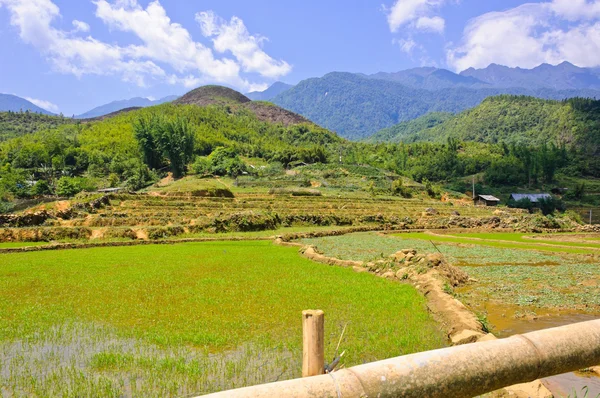Jonge rijst veld — Stockfoto