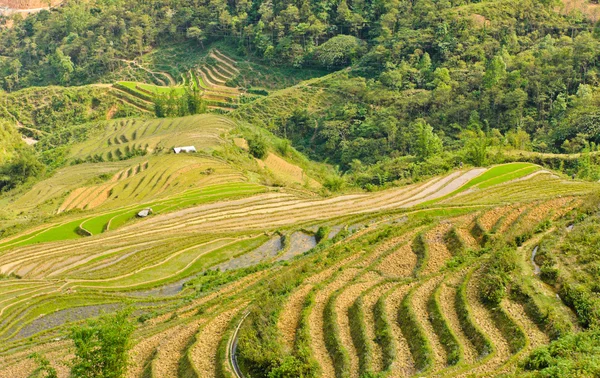 Grön terrasserade risfält — Stockfoto