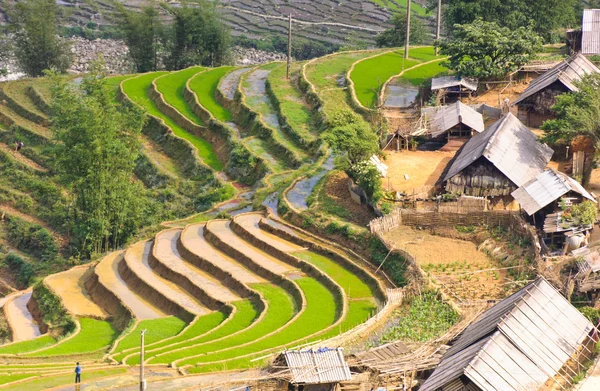 Terrasserade risfält — Stockfoto