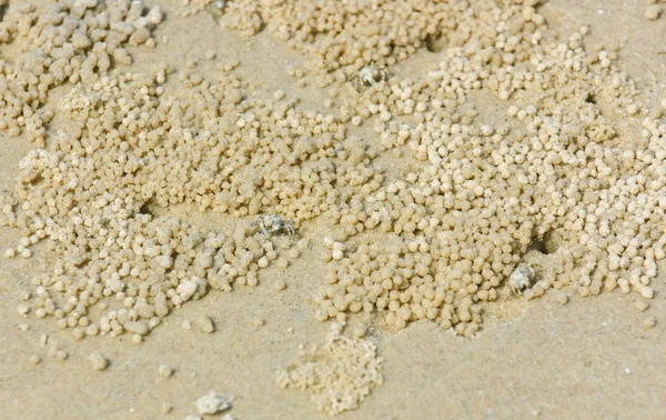 Krabbe auf Sand am Strand — Stockfoto
