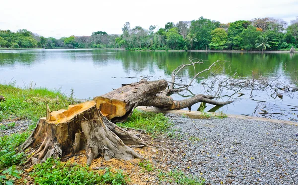 Snijden van gedroogde boom — Stockfoto