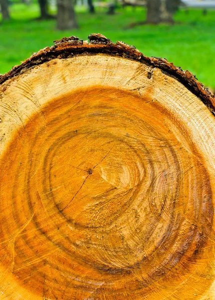 stock image Cut tree