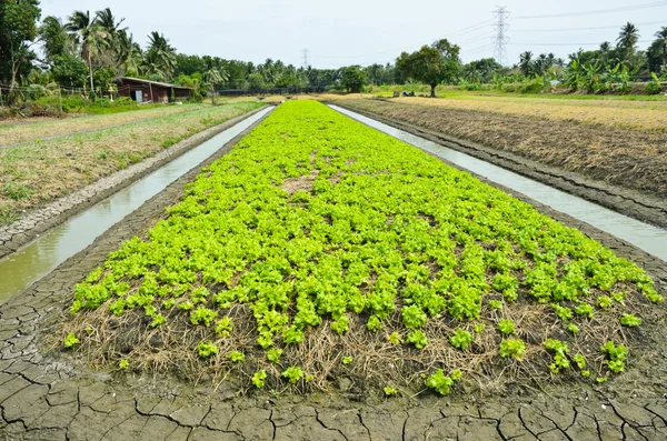 Feldsalat wächst — Stockfoto