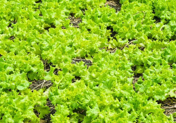 Lettuce growing in soil — Stock Photo, Image