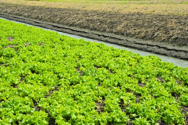 Зелене свіже поле салату — стокове фото